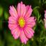 Multicolor Cosmos Flower Seeds image