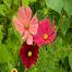 Multicolor Cosmos Flower Seeds image