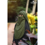 Glam Touch Naomi Two Layer Flap Niqab image