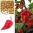 Organic Seeds Naga Chili Seeds Hybrid F1 Intact Pack 0.1gm 10Pcs image