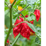 Naga Chili Seeds image