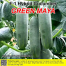 Naomi Seed Cucumber Green Maya - 1 gm image