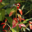 Nature Leaf Cinnamon (Daruchini) Whole - 200g Pack image
