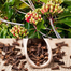 Nature Leaf Clove(Lobonggo) Whole - 50 gm Jar image