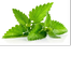 Nature Leaf Pudina Pata Gura (Mint Leaf Powder)- 100 gm image