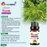 Neem Essential Oil -10ml image