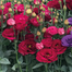Nondini Flower Seeds image