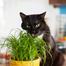 Organic Cat Grass Bonsai Seeds Edible Lemon grass Bonsai 1000 Seeds image