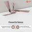 Orient 48 Inch Orina Ceiling Fan Copper Brown image
