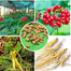 Original Korean Ginseng Chinese Hardy Panax Ginseng Korea Bonsai King Herbs High-Nutrition Vegetable Seeds-3 Pcs image