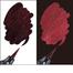 Pentel Dual Metallic Brush-Black Plus Metallic Red image
