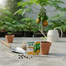 Baromasi (Pape) Papaya Seeds Intact Pack-0.25 gm image
