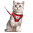 Pet Harnesses Cat Traction Lash Vest Cat Chest Lash Is Reflective At Night To Prevent Breaking Away From The Walking Cat Leash image