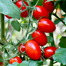 Premium Red Saint Cherry Tomatoes Re-Pack - 10pcs image