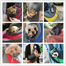 Puppy Cat Purse Carrier Lightweight Oxford Cloth Pet Shoulder Bag With Mesh Design For Small Dogs And Cat Multicolour 1Pcs image