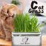 Rabbit Cat Grass Foliage Plant Bonsai Seeds 2200pcs image