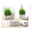 Rabbit Cat Grass Foliage Plant Bonsai Seeds 2200pcs image