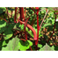 Rare Thai Organic Redladies Finger Seeds image