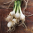 Rare White Onion Vegetable - 25 Pcs Seeds image