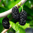 Raspberry Mixed Color Bonsai Fruit Seeds 10 Pcs image