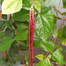 Red Borboti (Long Bean) image