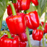 Red Capsicum Seeds Hybrid Re-Pack - 5Pcs image