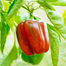 Red Capsicum Seeds Hybrid Re-Pack - 5Pcs image