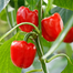 Red Capsicum Seeds Hybrid Re-Pack - 5Pcs image