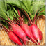 Red Radish Seeds image