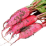 Red Radish Seeds image