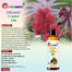 Rongdhonu Organic Castor Oil (Venna Tel) - 100 gm image