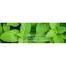 Rongon Herbals Peppermint Essential - 10ml image