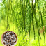 Sajna | Moringa | Drumstick (Miracle Tree) Hybrid Seeds image