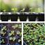 Durable Plastic Seeding Tray Black (72 Big Cell) image