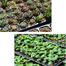 Durable Plastic Seeding Tray Black (72 Big Cell) image