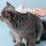 Self-Cleaning Slicker Brush for Dogs and Cats Remove Tangled Hair Particle Massage Pet Comb Improve Circulation image