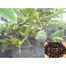 Sharifa Tree Seeds image