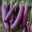 Shing Nath Long Brinjal Seeds - 30 Pcs image