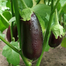 Shing Nath Long Brinjal Seeds - 30 Pcs image