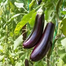 Shing Nath Long Brinjal Seeds - 30 Pcs image