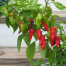 Naga Chili Seeds image