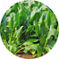 Spinach Palong Seeds Bangladeshi -100Pcs image
