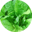Spinach Palong Seeds Bangladeshi -100Pcs image
