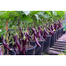 Sultan King Hybrid Brinjal Seeds - 10pcs image