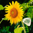 Sunflower Bonsai Seeds 10 Pcs image
