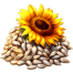 Sunflower Bonsai Seeds 10 Pcs image