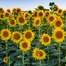 Sunflower Tree Seeds-20Pcs image