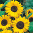 Sunflower Tree Seeds-20Pcs image