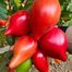 Super Sweet Mango Honey Tomato Seeds Foil Intact Pack 0.25gm image