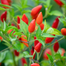 Surjomukhi All Season Chili seeds (Re-Pack) - 1gm image